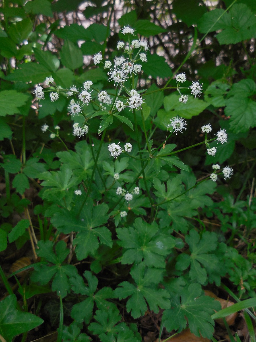 Sanicula europaea, Sanicle